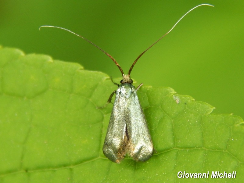 Adela reamurella  Adelidae ??